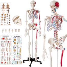 Esqueleto anatómico com musculatura e ossos