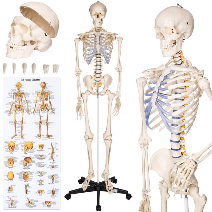 Esqueleto anatómico